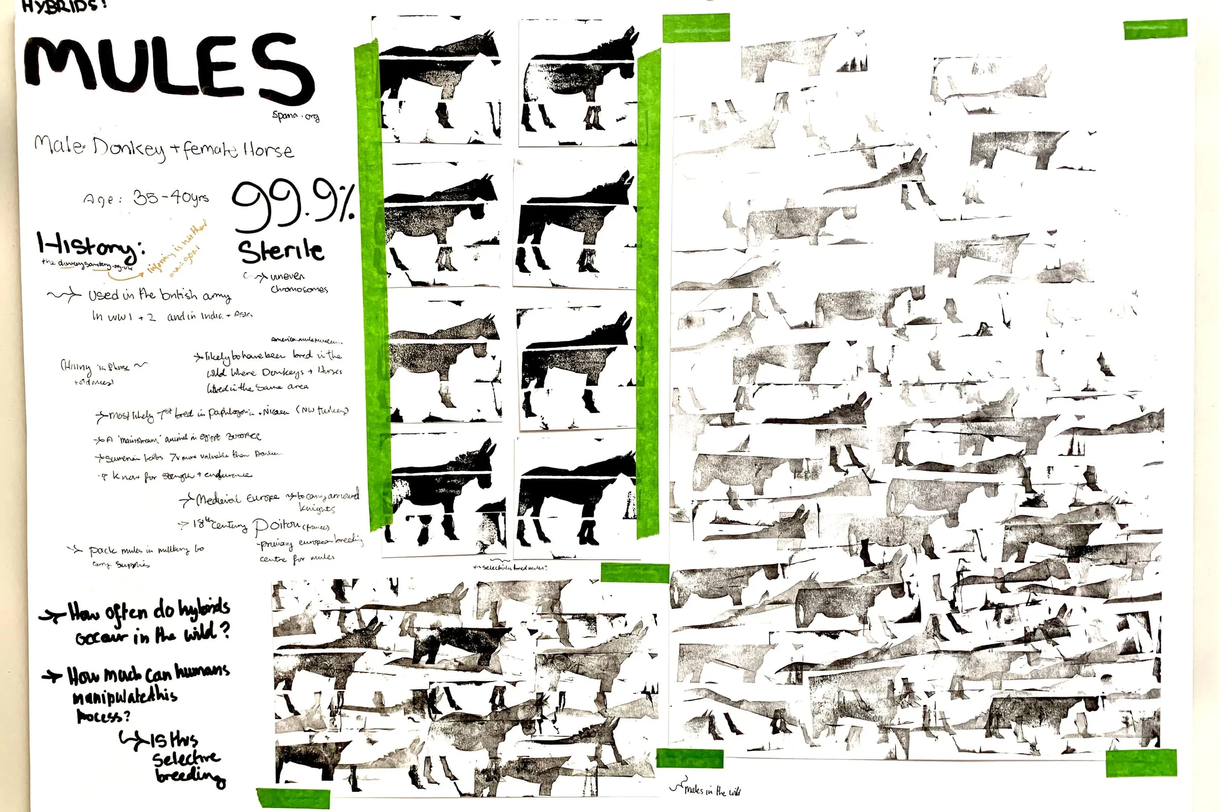 Cornwell-Davison Cadi BTS 2